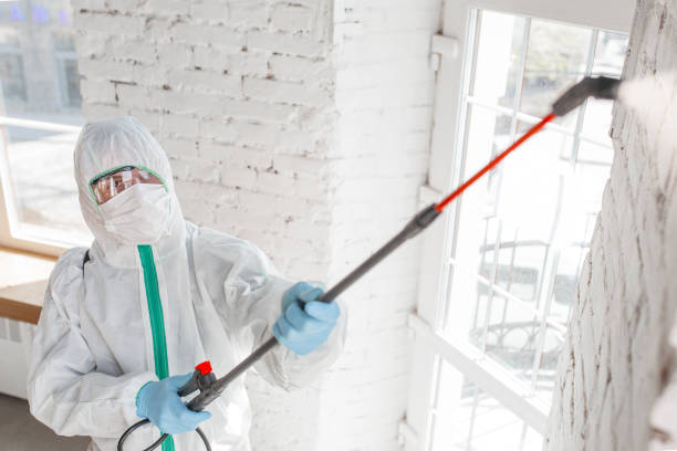 Best Mold Damage Restoration  in Claymont, DE