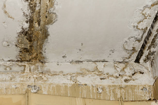 Forensic Mold Investigation in Claymont, DE