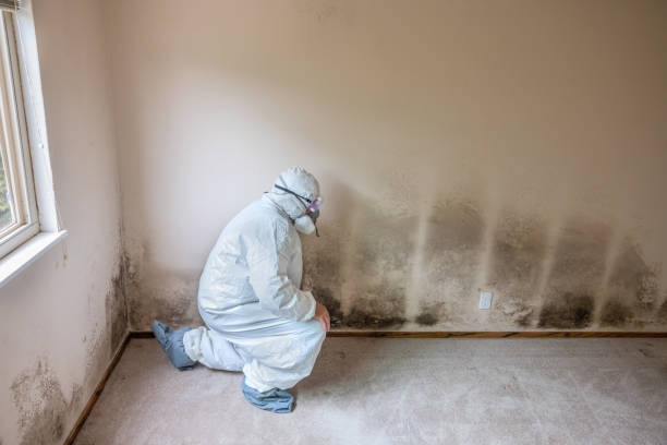 Best Black Mold Removal  in Claymont, DE