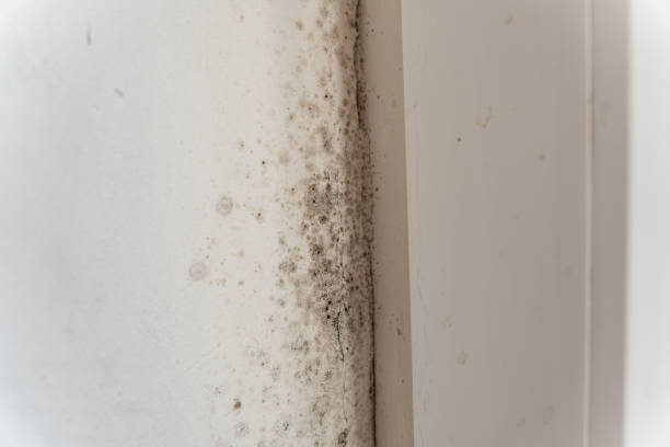Environmental Consulting for Mold Prevention in Claymont, DE