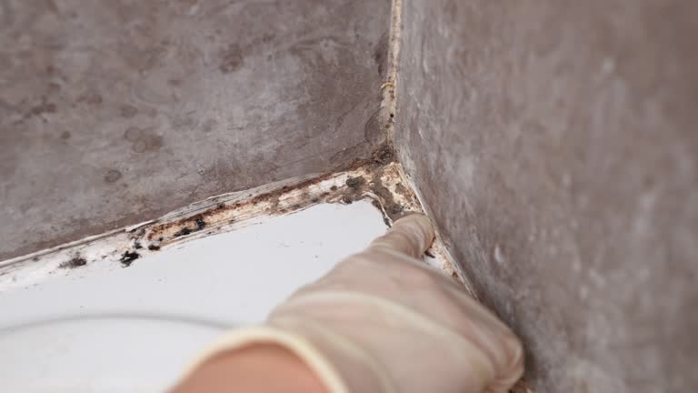 Asbestos and Lead Testing During Mold Inspection in Claymont, DE