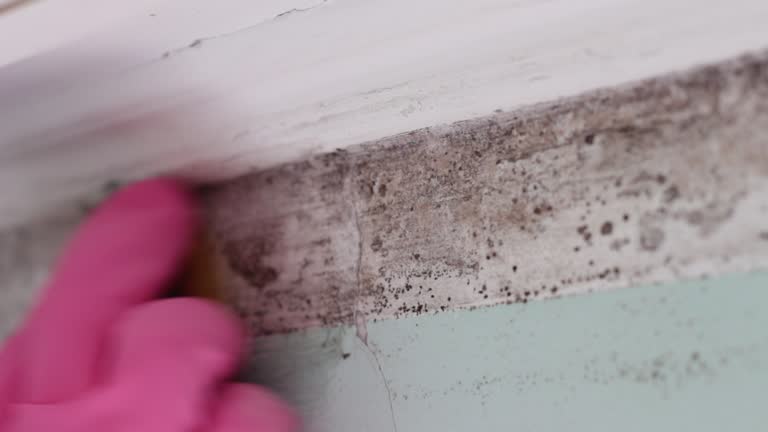 Best Mold Removal for HVAC Installations  in Claymont, DE